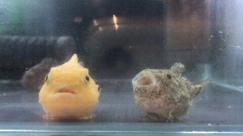 WATCH this adorable strange looking "LumpFish" - (CUTE)