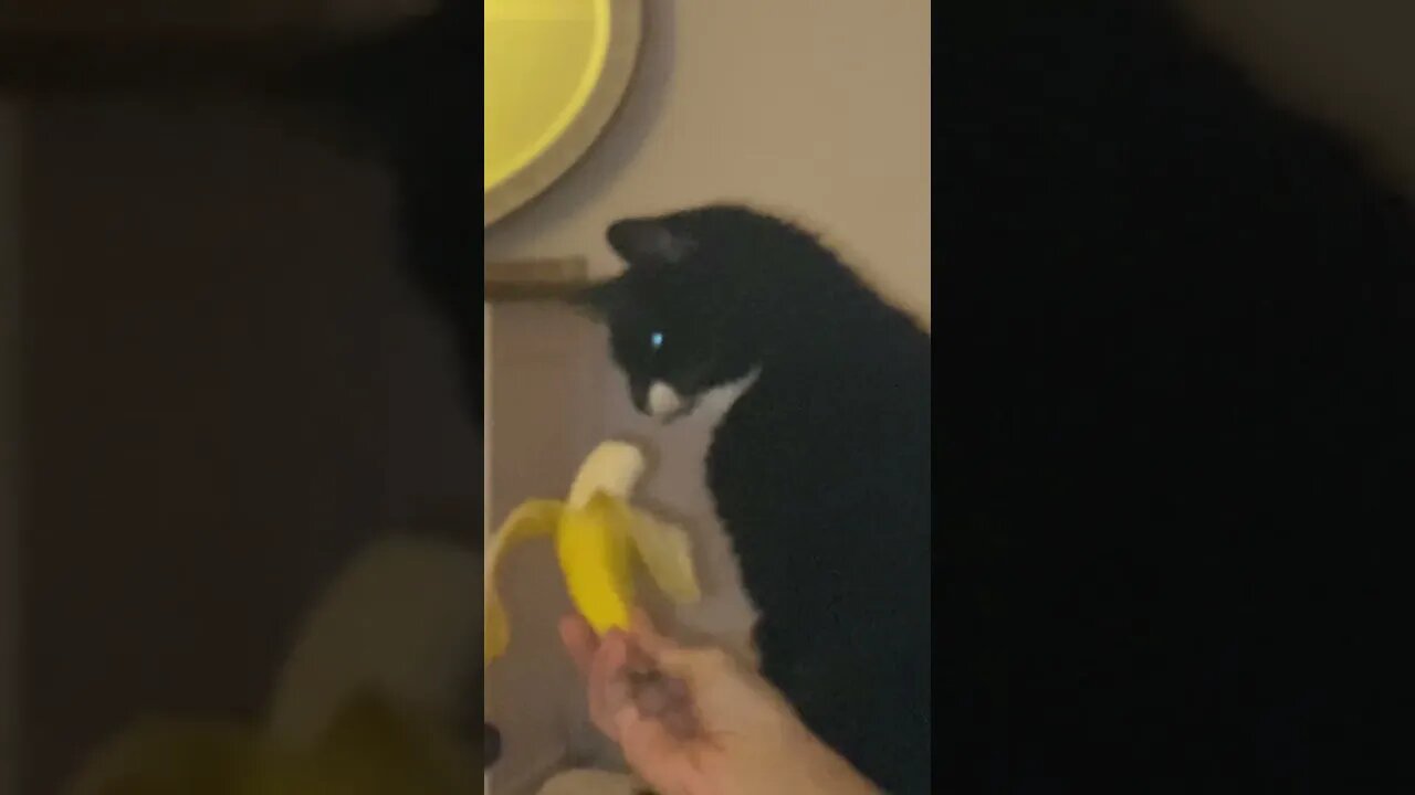 Kitty #cat scared of #bananas #shorts