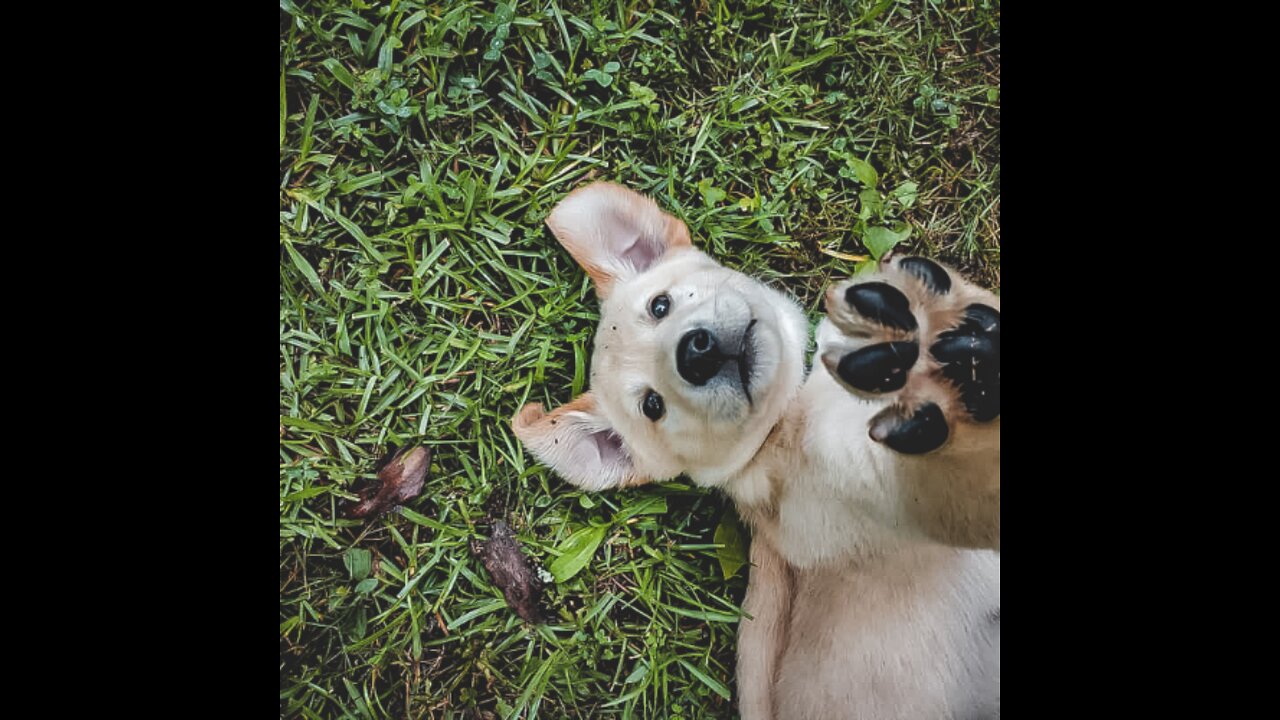 BEST TOP FUNNY PET VIDEOS OF 2020