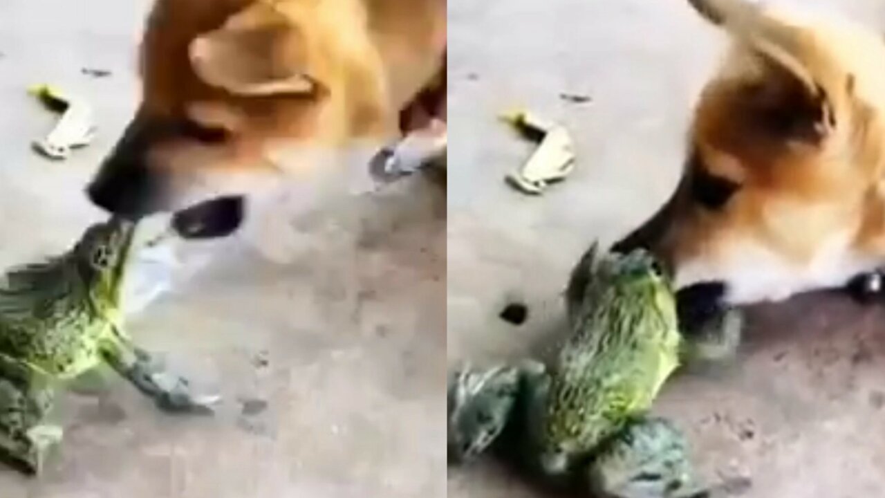 See the conversation between this frog and the dog