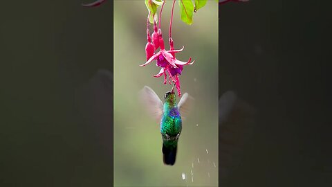 Hummingbird Tasting Flower's Nectar #shorts #short