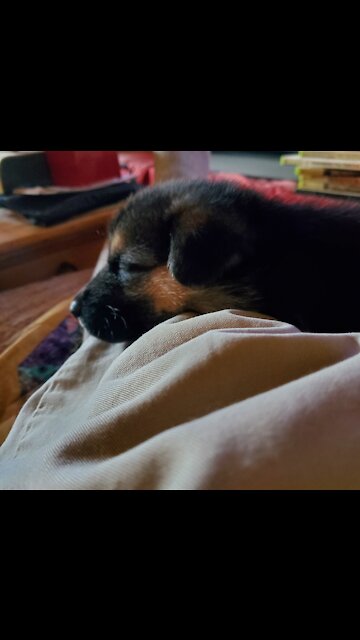 Baby Jackson trying to relax