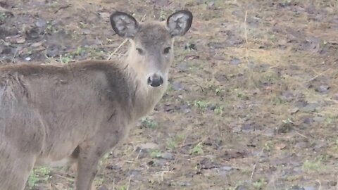 Deer in my Yard