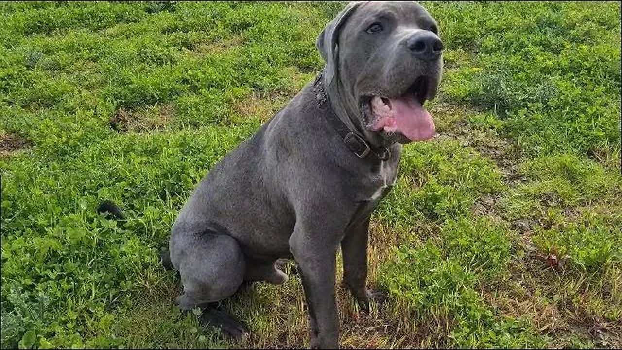 Bruce The Puppy Cane Corso 50 KG 110 Lbs 10.5 Months Old-