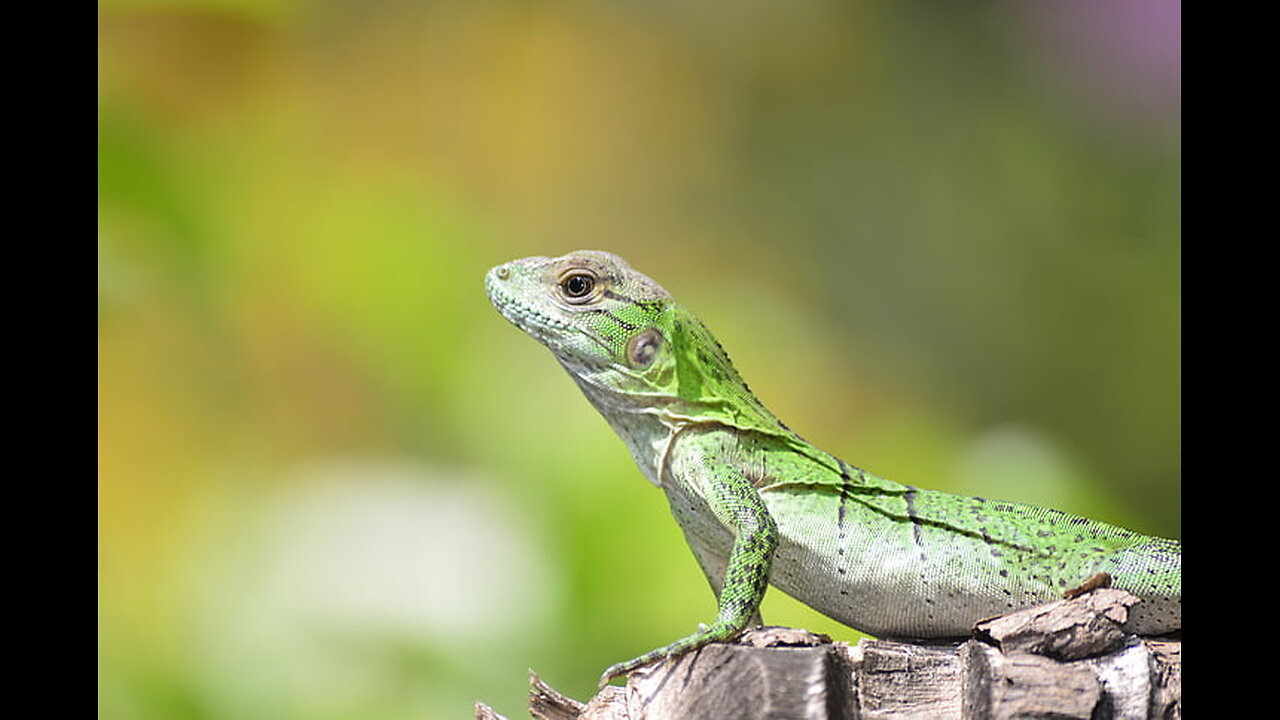 Unusual pets - Challenges of Keeping Iguanas - Part 2 (ep 23)