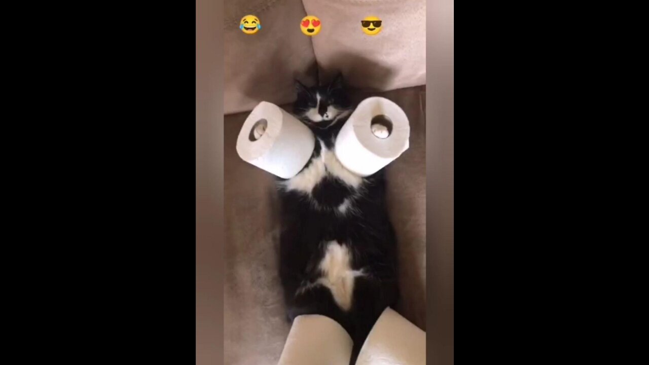 Cute and Funniest Cats