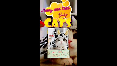 Funny behavior and Cute Baby Cats