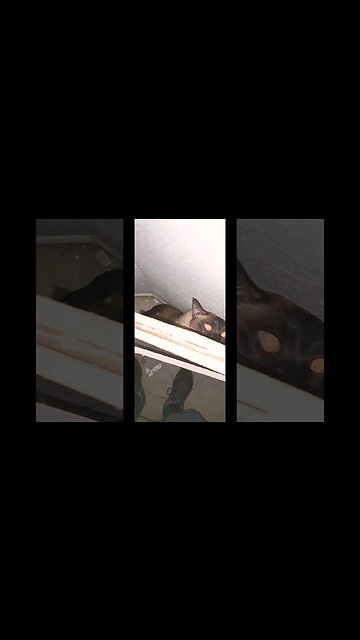 funny cat 🤣 #viral #cat #kitten
