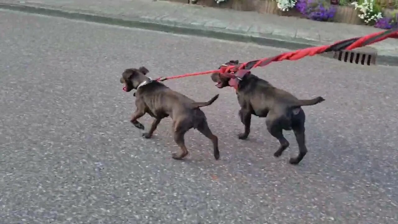 WHEN SCIENTISTS CREATE DOGS: Dogo Argentino, German Jagd Terrier and American Sentinel K9