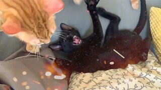 Epic Battle Between Black Kitten Vs Orange Cat 😹