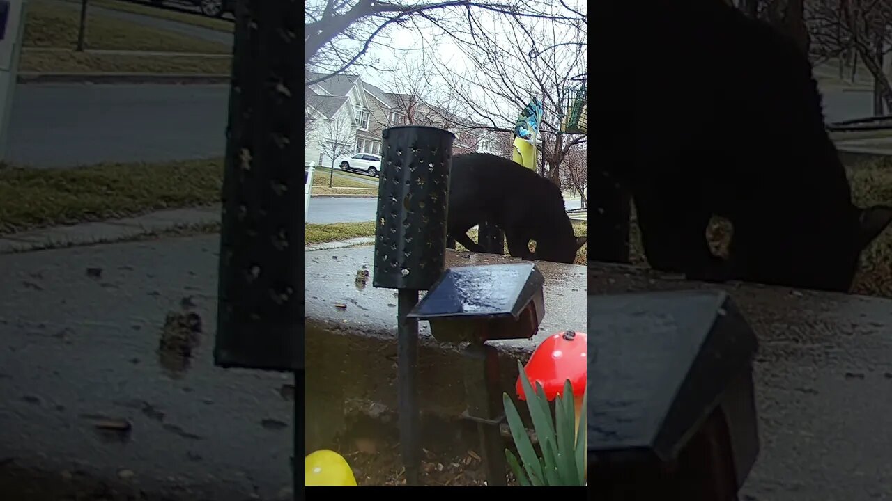 Mobby Cat Is Out In The Rain #Shorts 🌧