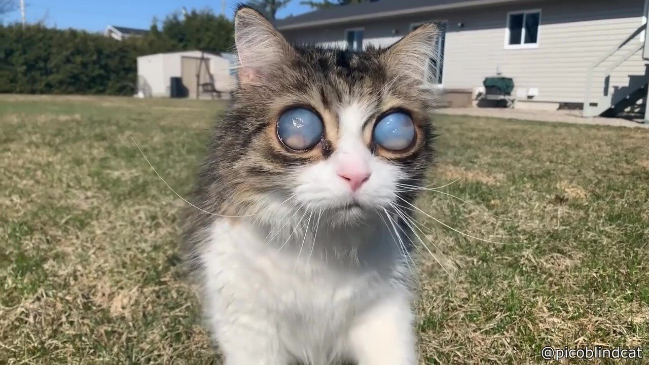 Blind Cat Has Unique Eyes