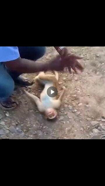 Have you ever seen a man perform CPR on a monkey?