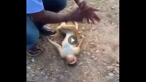 Have you ever seen a man perform CPR on a monkey?