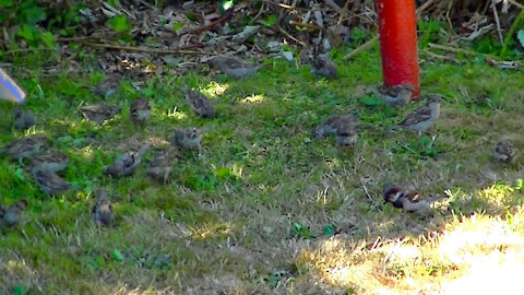 IECV NV #452 - 👀 Lots Of House Sparrows looking For Seeds On The Ground 🐤🐤🐤🐤🐤 7-29-2017