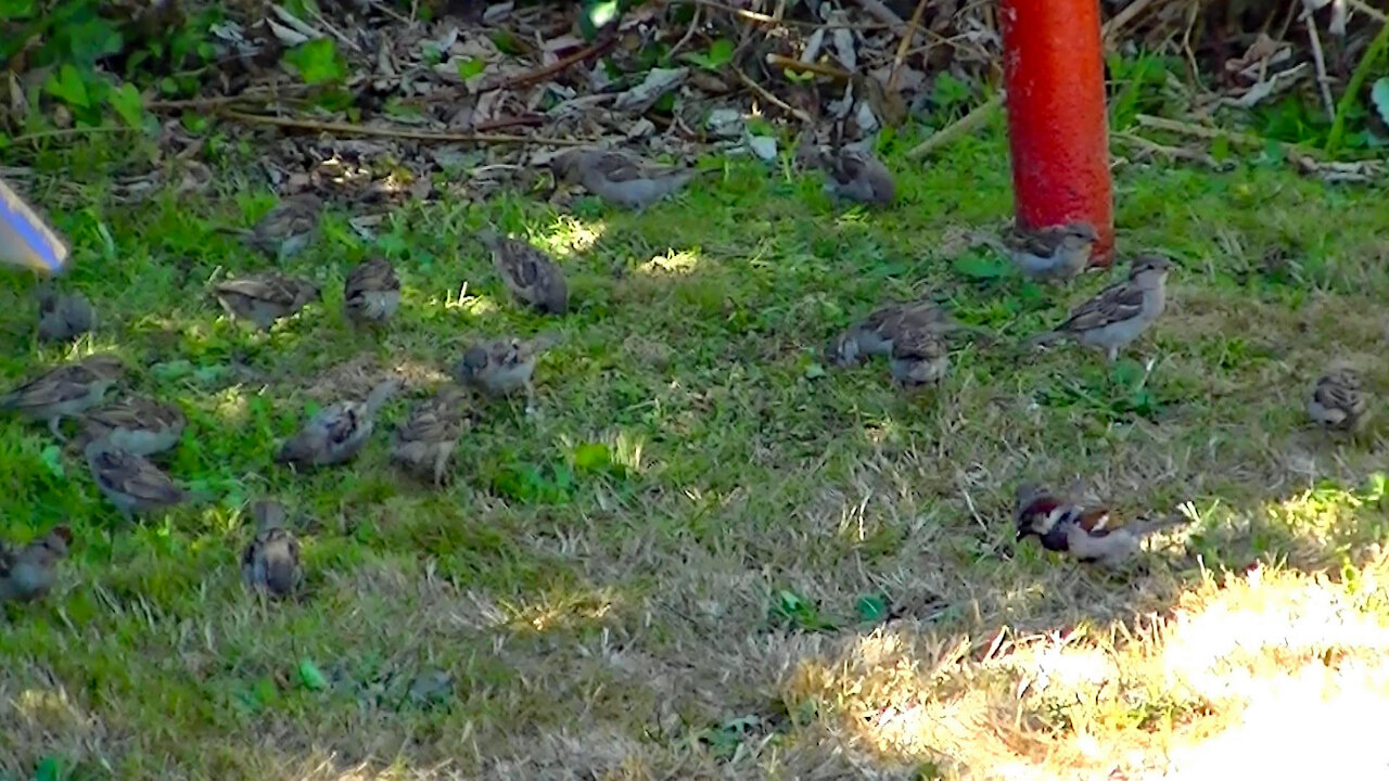 IECV NV #452 - 👀 Lots Of House Sparrows looking For Seeds On The Ground 🐤🐤🐤🐤🐤 7-29-2017