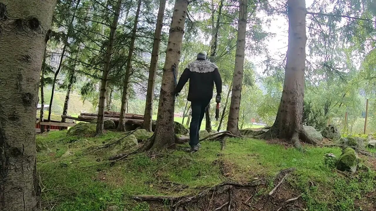 Tree´s