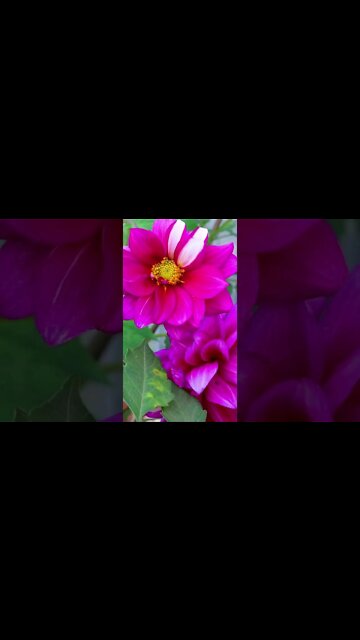 ПЕСНЯ К 8 Марта Для Женщин 2022 красивая музыка #shorts