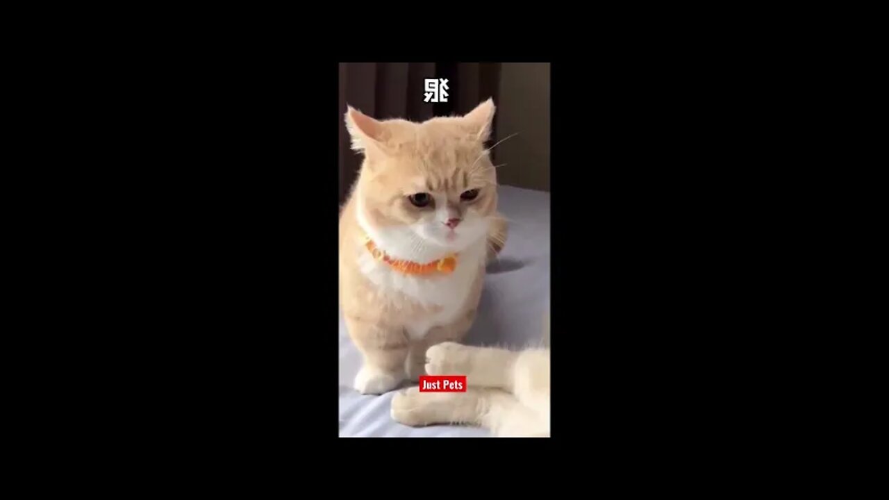 Our Funniest Ever Cats & Dogs Videos Compilation - 10 Million Tiktok views