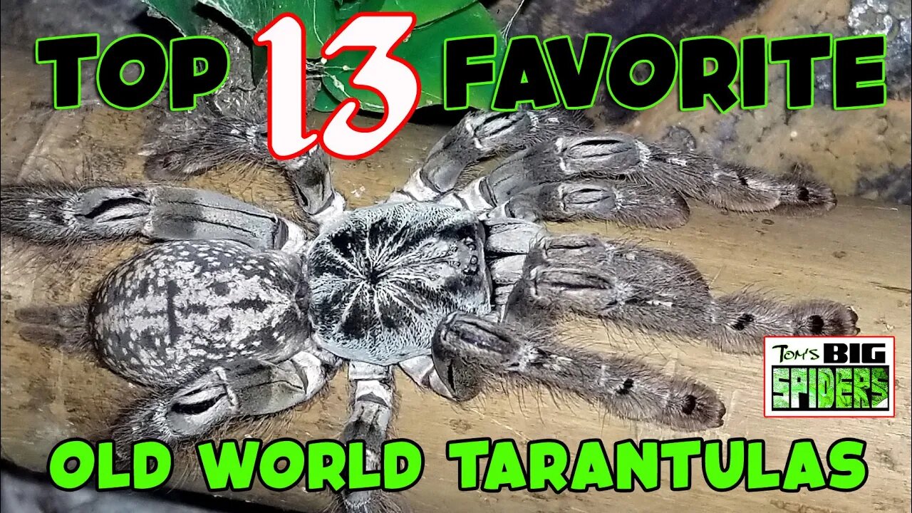 MY TOP 13 FAVORITE OLD WORLD TARANTULAS