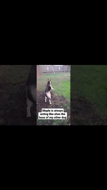 Who's Really In Charge Around Here? #shorts