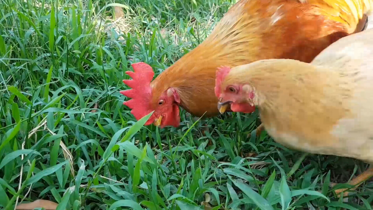 moments of mischievous and lovely chickens | Very cute animals | Baby animals are very cute