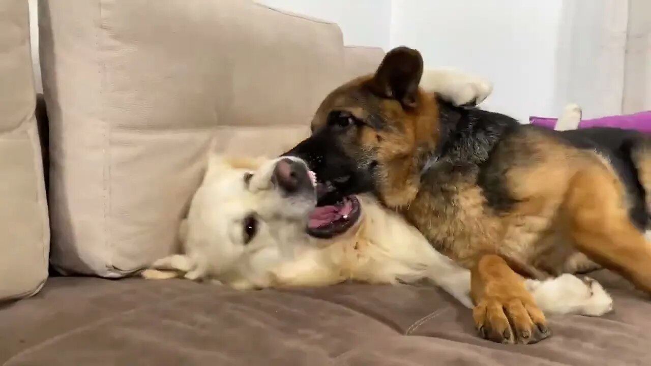 How the Golden Retriever and the German Shepherd Became Best Friends [Compilation]-15