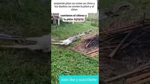 serpiente piton se come chivo la atrapan los dueños y comen chivo y ala piton