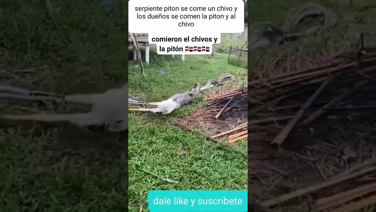 serpiente piton se come chivo la atrapan los dueños y comen chivo y ala piton