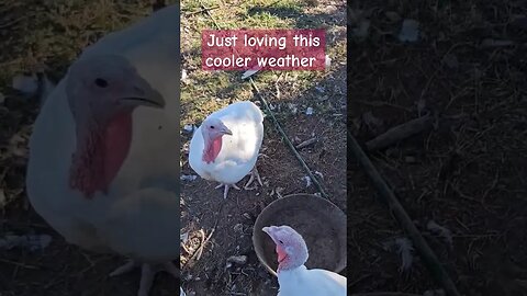 another day in the 80s! #winning #chicken #homestead #video #shorts #turkey #duck #farm #farmlife