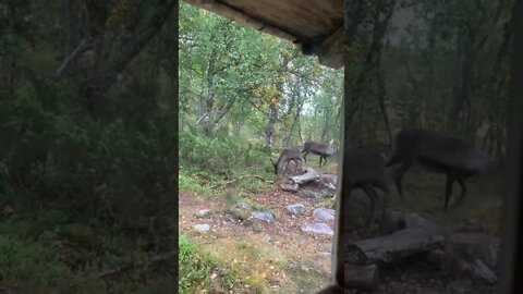 Reindeer passing through cabin window in Femund nasionalpark