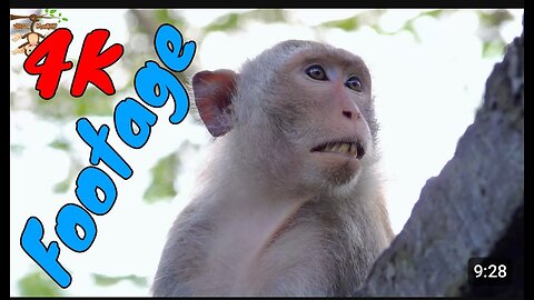 Funny Indian monkey videos footege