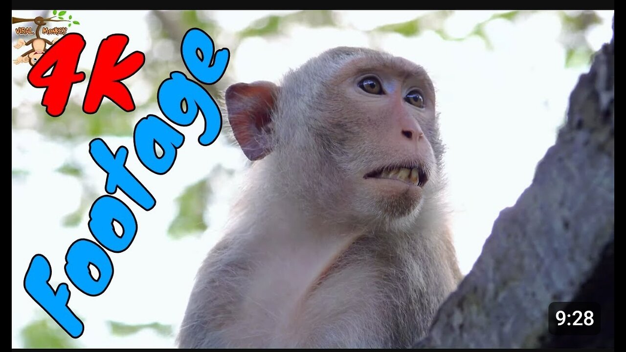 Funny Indian monkey videos footege