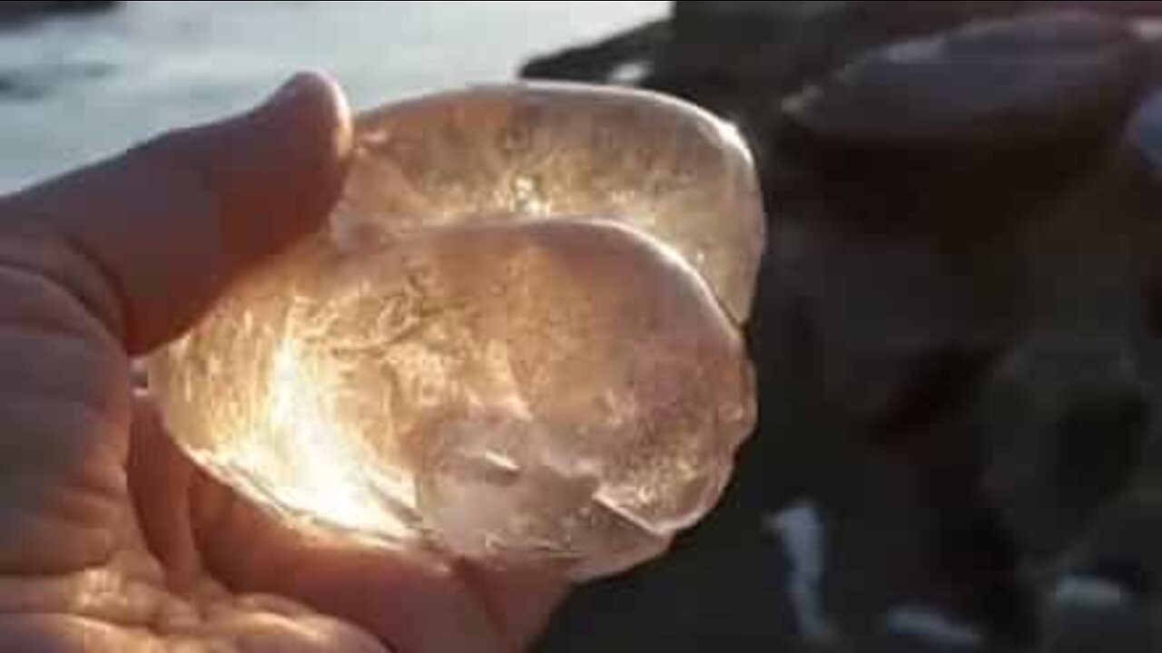 Woman finds bizarre moon snail egg