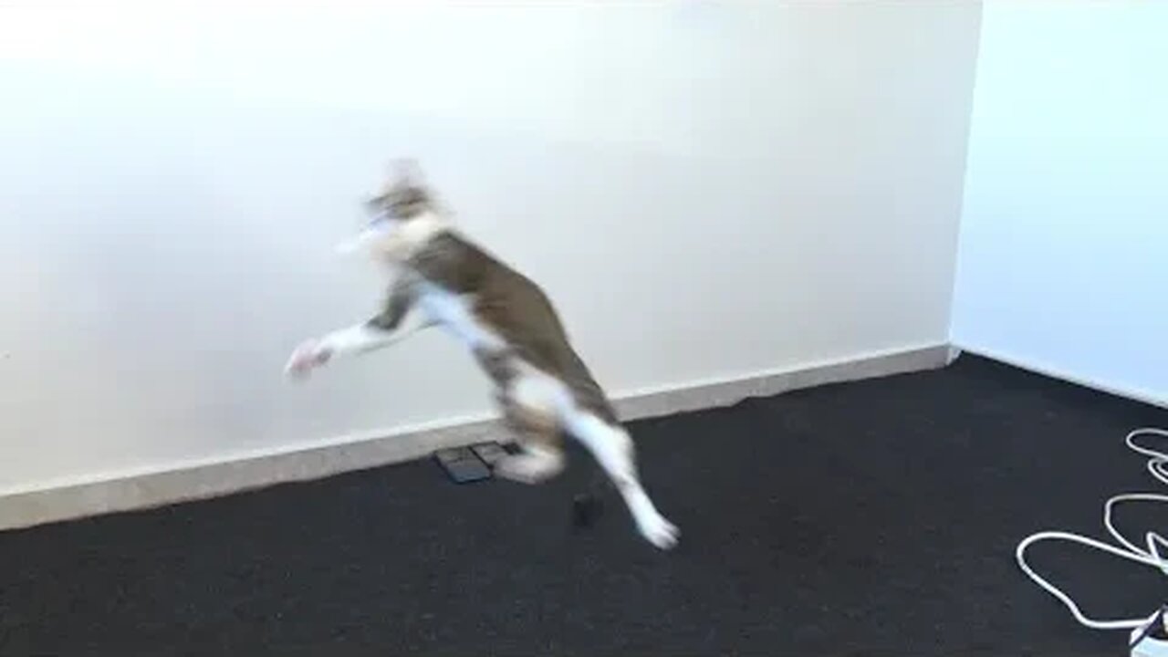 This Cat Loves Playing All the Time