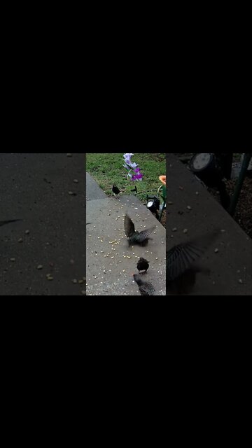 Vicious Starlings #Shorts 🌲