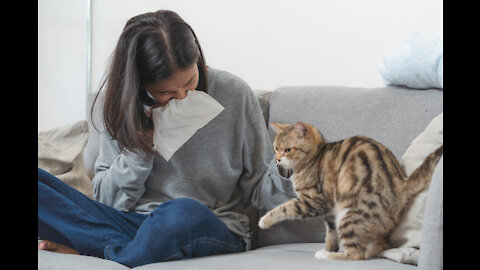 The Perfect and simples tips on How To Have A Cat while You're Allergic