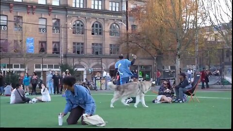 Couple let their dog run loose at a park