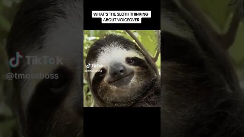WHAT THE SLOTH THINKING ABOUT!? 😂😂😂