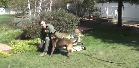 How to defend against a dog. Self defense against dog attack(video proof)