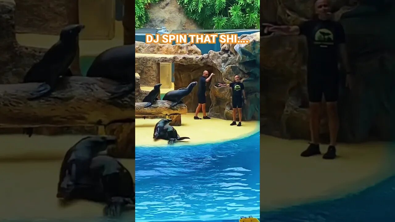 SEALS that BREAKDANCE #rap #hiphop #ukgrime #fyp #loroparque #tenerife #animalkingdom