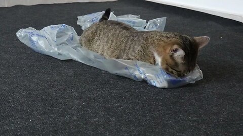 Packaging Material Is a Fascinating Cat Toy