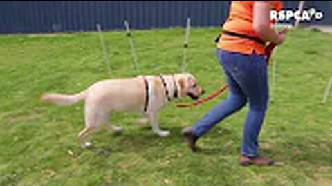 Lesson 3: how to teach your dog to walk on a loose lead