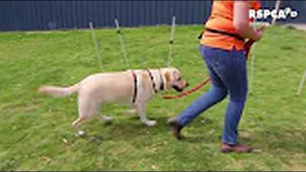 Lesson 3: how to teach your dog to walk on a loose lead