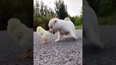 Cute Little Chicks & Puppy #funnyvideo #cuteshorts