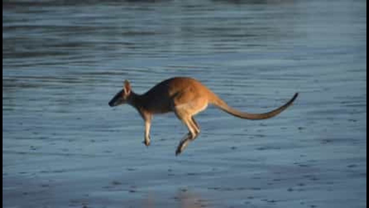 Un canguro fa due bracciate in mare!