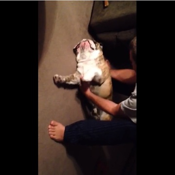 Lazy bulldog absolutely refuses to get up