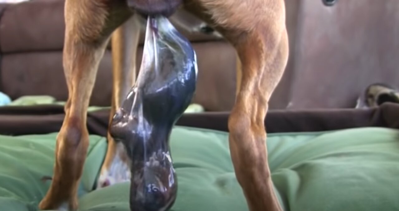 Dog Has Wonderful Birth While Standing!! Both cute and disturbing!!