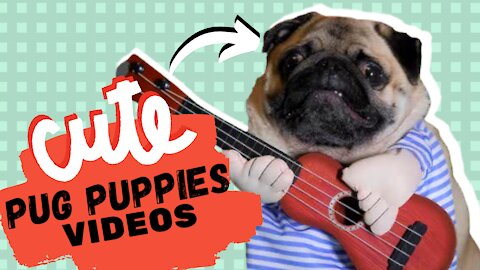 Cute And Funny Dogs Compilation | PUG PUPPIES