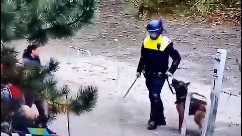 Cachorro protege manifestante de pretoriano